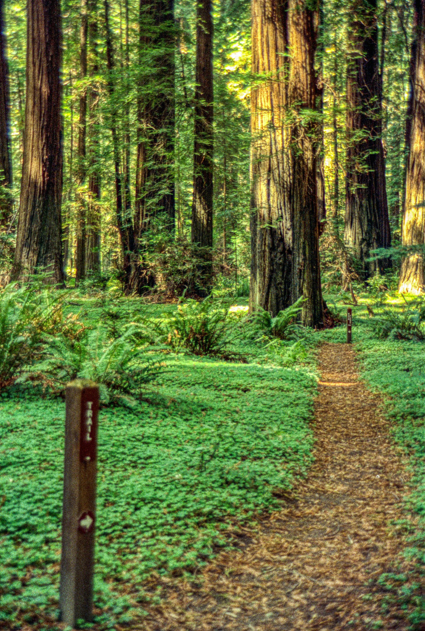 Pourquoi marcher en pleine nature ressource